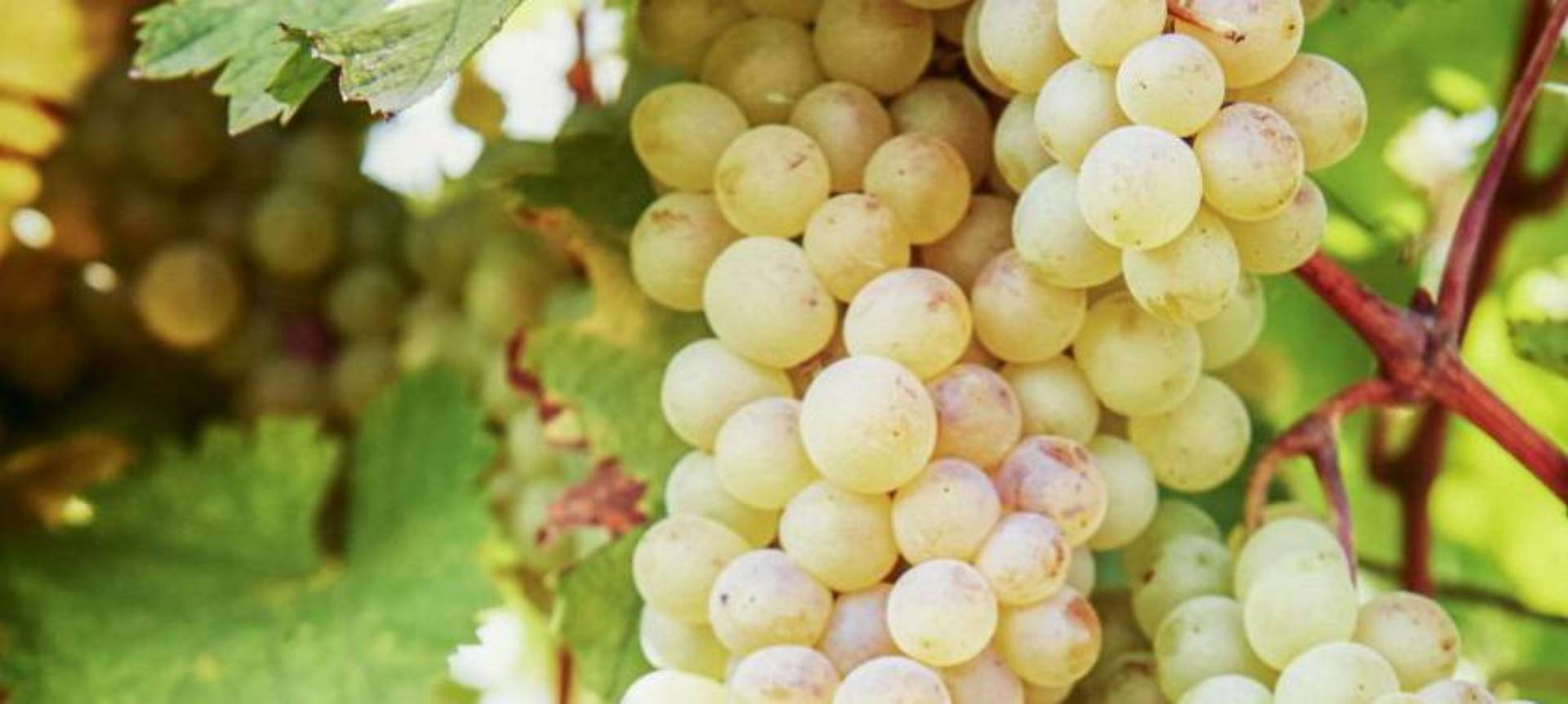 gwg shop white grapes banner